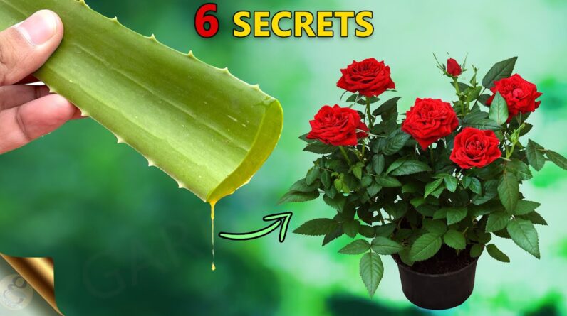 REVEALING 6 SECRETS OF ALOE VERA FOR YOUR GARDEN | USES OF ALOE VERA IN GARDENING