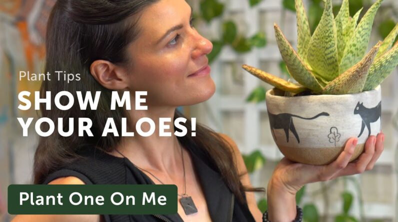 ALOE Collection Show-and-Tell — Ep 198