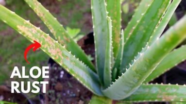 Aloe Rust