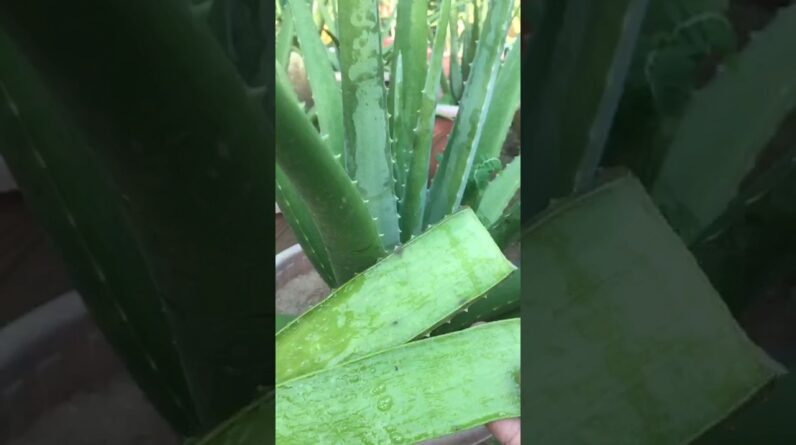 Aloe Vera Cutting #aloevera #shorts