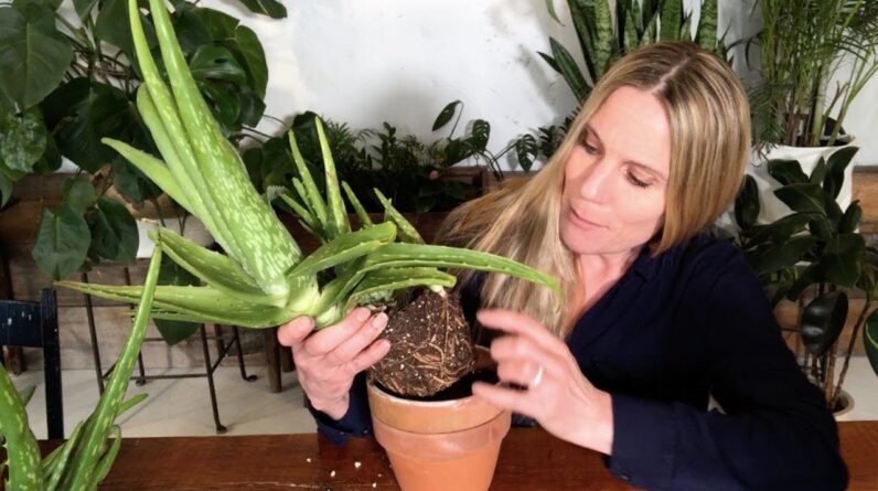 Aloe Vera Propagation and Care