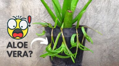 Aloe vera with Dangling Pups
