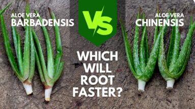 Barbadensis vs Chinensis Cuttings - Which Aloe vera Will Root Faster?