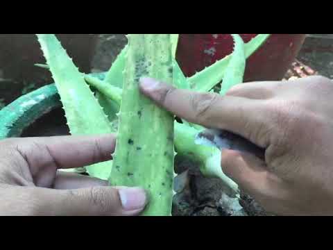 Care Aloe Vera In Garden