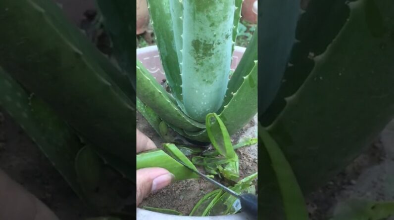 Cutting Aloe Vera Garden