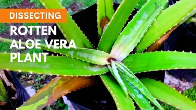 Dissecting Rotten Aloe vera Plant