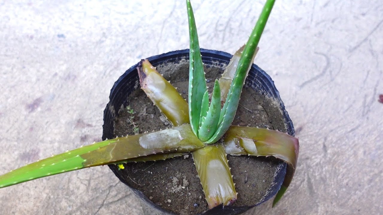 Easy Way To Save A Rotting Aloe Vera Plant