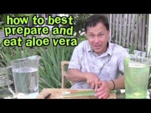 How to Best Prepare and Eat Aloe Vera & Aloe FAQ