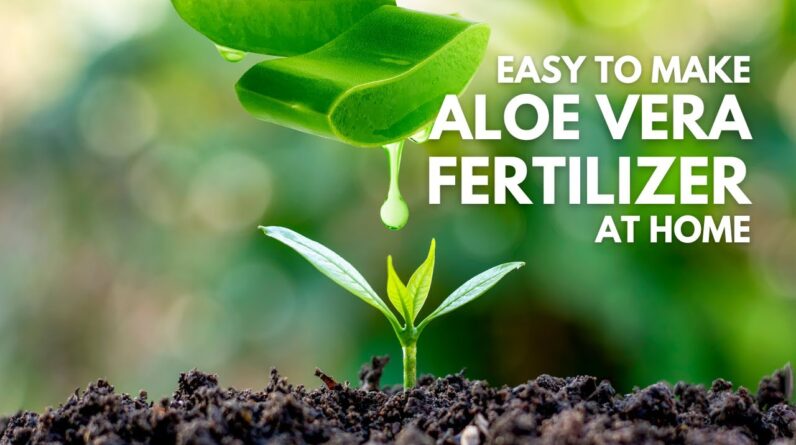 How To Make Aloe vera Fertilizer at Home