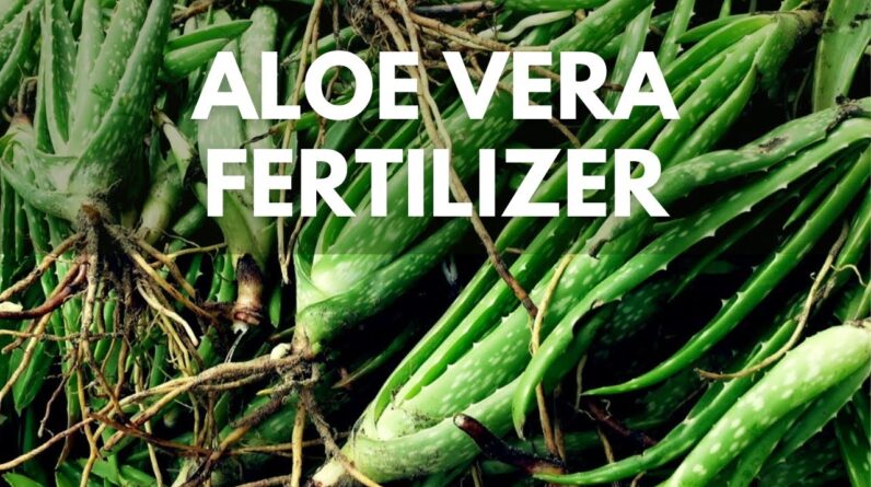 How To Make Aloe vera Fertilizer Using Aloe vera Pups