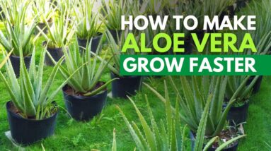 How To Make Aloe vera Grow Big Faster