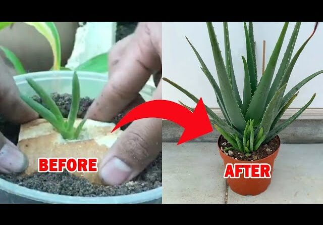 How To Plant Aloe Vera In Bread | Easy Step By Step Plant At Home