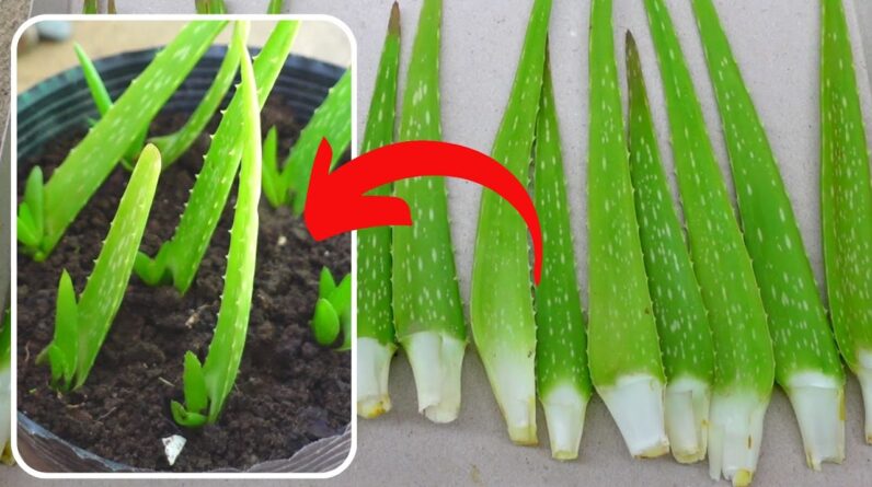 How To Plant Aloe vera Leaves