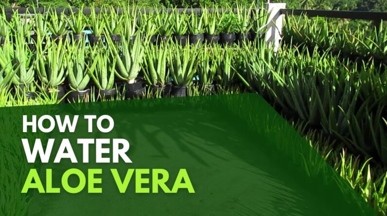 How To Water Aloe Vera Plant