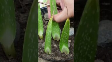 Learn How To Plant Aloe vera Leaves