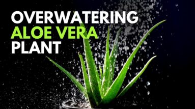 Over watering Aloe vera Plant