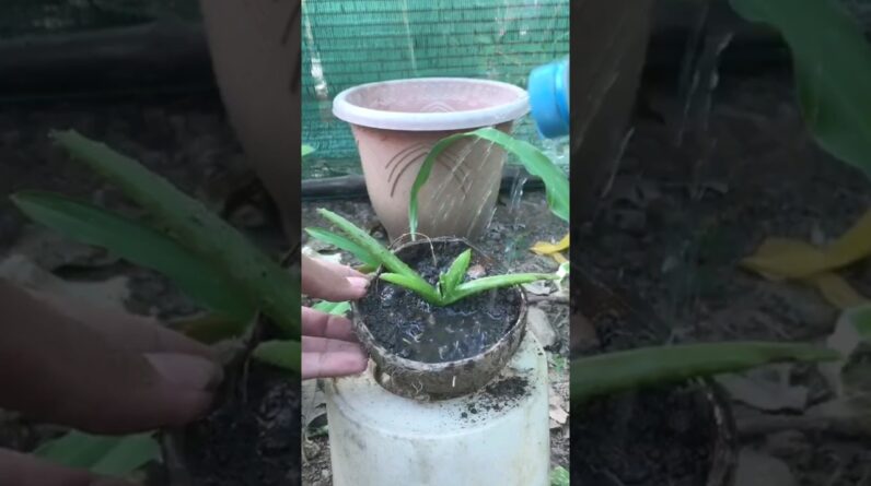 Plant Aloe Vera In Coconut #aloevera #shorts