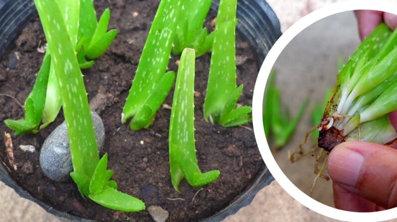 Propagated Aloe vera leaves