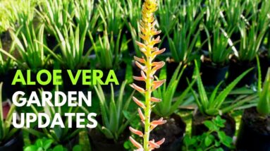 The Aloe vera Garden Updates August 2022