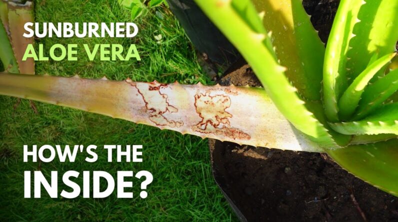 What Will Happen To The Gel of Sunburned Aloe vera Leaves