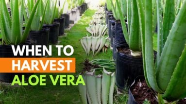 When and How Often Do You Harvest Aloe vera?