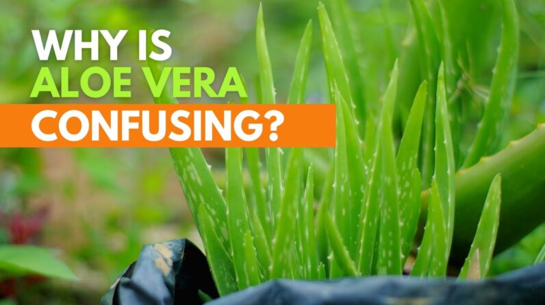 Why is Aloe vera confusing?