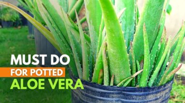 Why You Should Separate Aloe vera Pups