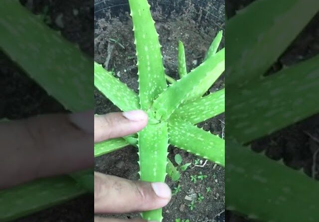 Aloe Vera At Home | Shorts Video Aloe Vera #shorts  #aloevera #shorts #aloeveragarden #101