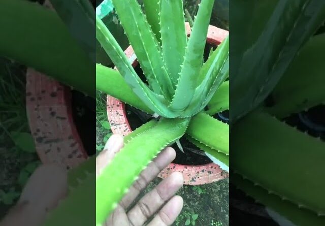 Aloe Vera At Home | Shorts Video Aloe Vera #shorts  #aloevera #shorts #aloeveragarden #102