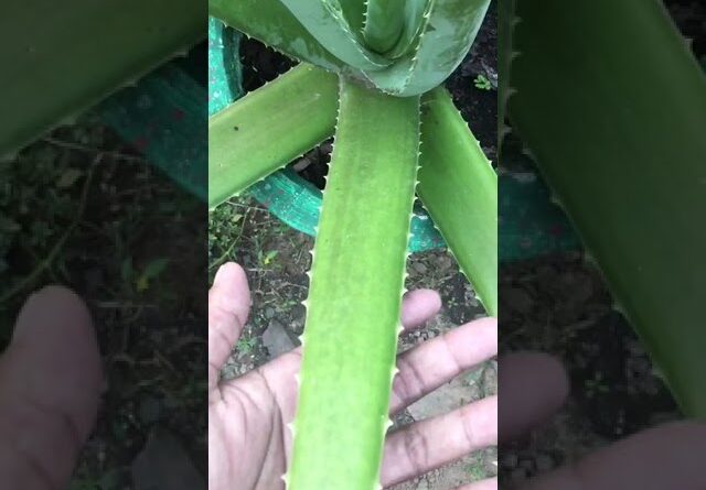 Aloe Vera At Home | Shorts Video Aloe Vera #shorts  #aloevera #shorts #aloeveragarden #105