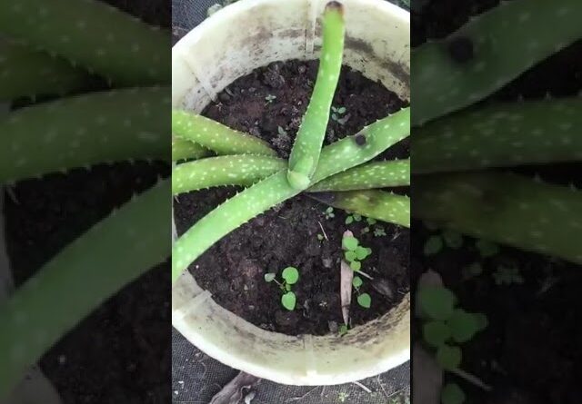 Aloe Vera At Home | Shorts Video Aloe Vera #shorts  #aloevera #shorts #aloeveragarden #106