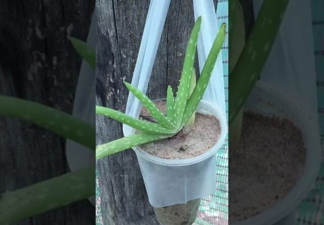 Aloe Vera At Home | Shorts Video Aloe Vera #shorts  #aloevera #shorts #aloeveragarden #108