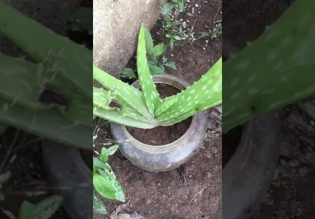 Aloe Vera At Home | Shorts Video Aloe Vera #shorts  #aloevera #shorts #aloeveragarden #109