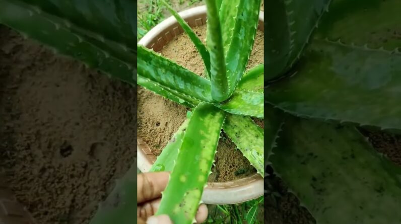 Aloe Vera #aloevera