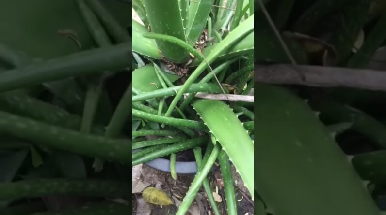 Aloe Vera At Home |  Aloe Vera Plant #aloevera #shorts #107