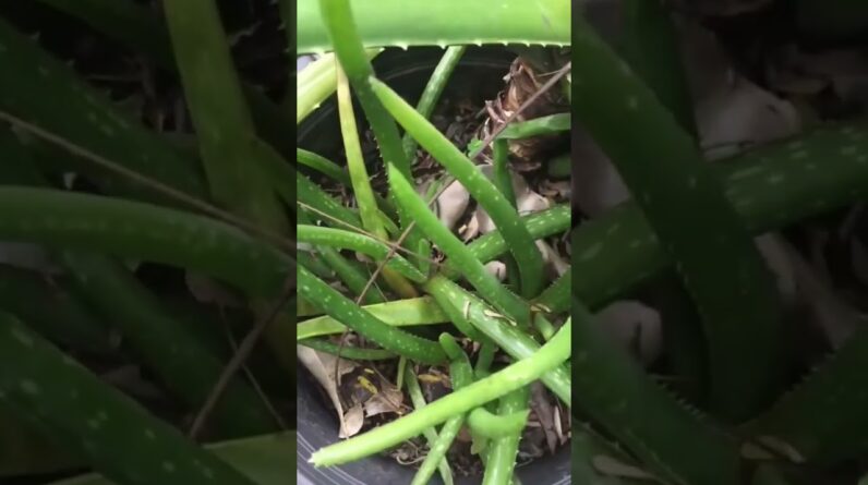 Aloe Vera At Home |  Aloe Vera Plant #aloevera #shorts #108