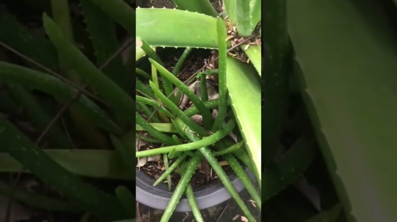 Aloe Vera At Home |  Aloe Vera Plant #aloevera #shorts #109