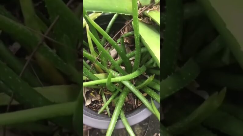 Aloe Vera At Home |  Aloe Vera Plant #aloevera #shorts #110