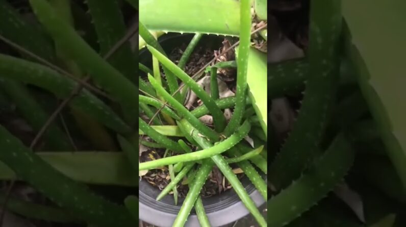 Aloe Vera At Home |  Aloe Vera Plant #aloevera #shorts #111