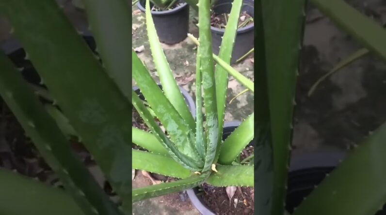 Aloe Vera At Home |  Aloe Vera Plant #aloevera #shorts #115