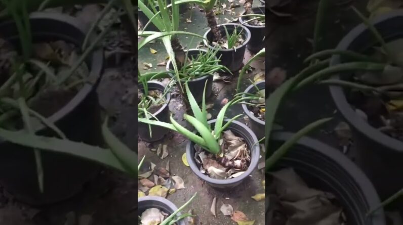 Aloe Vera At Home |  Aloe Vera Plant #aloevera #shorts #116