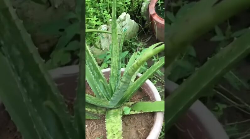 Aloe Vera At Home |  Aloe Vera Plant #aloevera #shorts #117