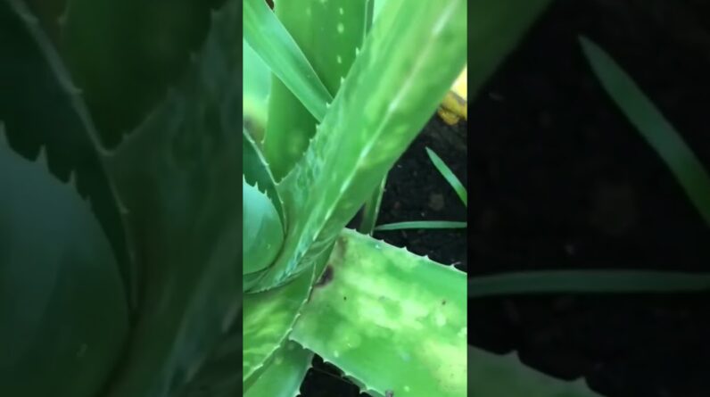 Aloe Vera At Home |  Aloe Vera Plant #aloevera #shorts #122