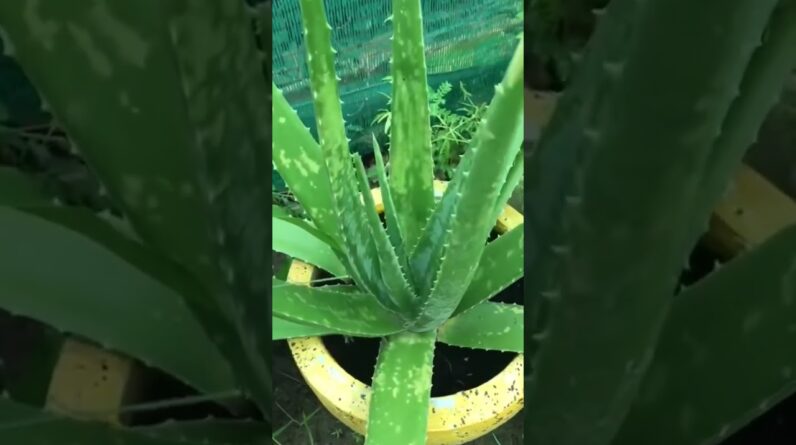 Aloe Vera At Home |  Aloe Vera Plant #aloevera #shorts #123