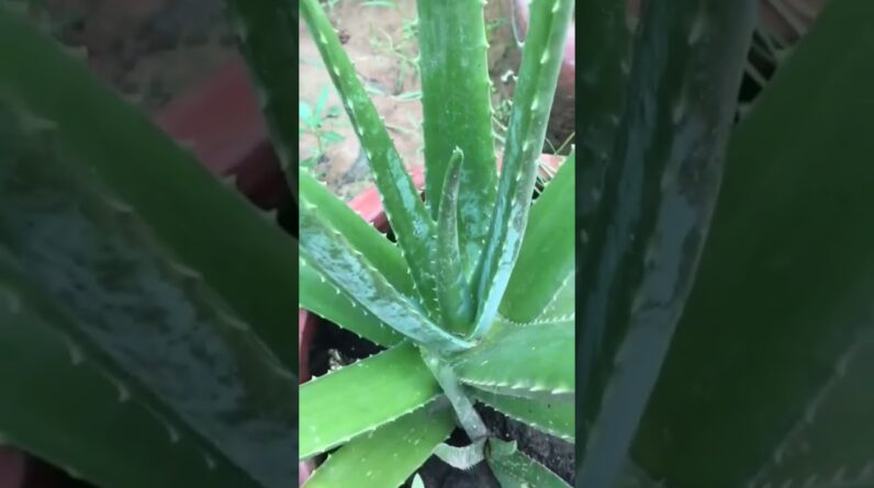 Aloe Vera At Home |  Aloe Vera Plant #aloevera #shorts #124