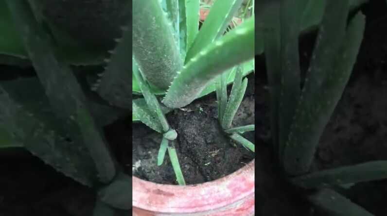 Aloe Vera At Home |  Aloe Vera Plant #aloevera #shorts #125