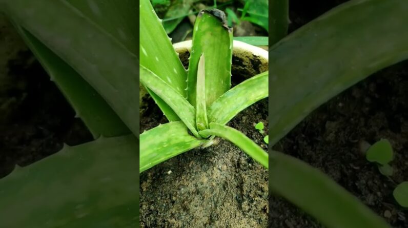 Aloe Vera At Home | Shorts Video Aloe Vera #shorts #21 #aloevera