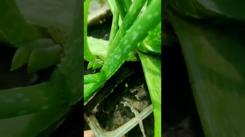 Aloe Vera At Home | Shorts Video Aloe Vera #shorts #23