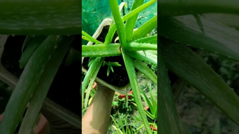 Aloe Vera At Home | Shorts Video Aloe Vera #shorts #24