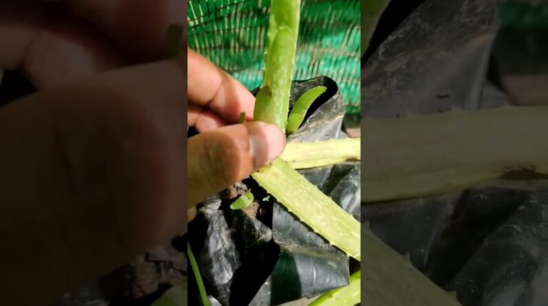 Aloe Vera At Home | Shorts Video Aloe Vera #shorts #30